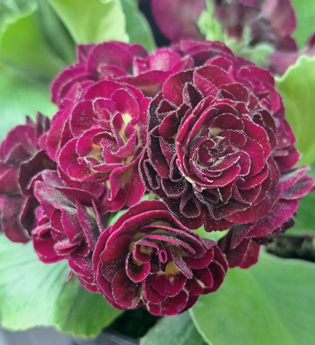 Auricula 'JOANNE' (D)