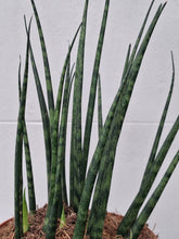 Load image into Gallery viewer, Sanseveria Cylindrica Fernwood 'Mikado'
