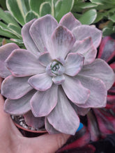 Load image into Gallery viewer, x Graptoveria 'Mrs. Richards' f. Variegata
