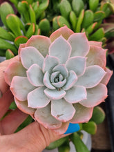 Load image into Gallery viewer, Echeveria Subsessilis
