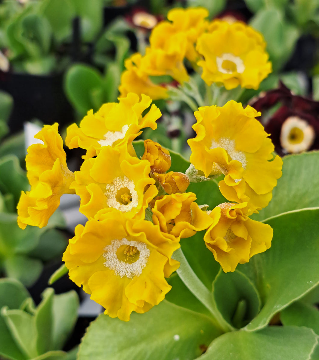 Auricula 'GOING FOR GOLD' (B)