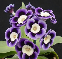 Load image into Gallery viewer, Auricula &#39;MURIEL JAMES&#39; (A)
