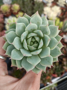 Echeveria Tippy 5.5cm