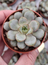 Load image into Gallery viewer, Graptoveria Amethorum
