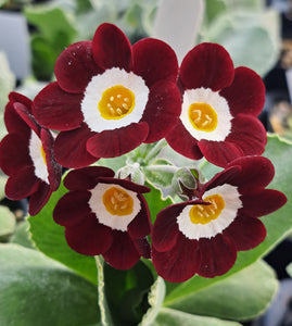 Auricula 'CONSETT' (Self)