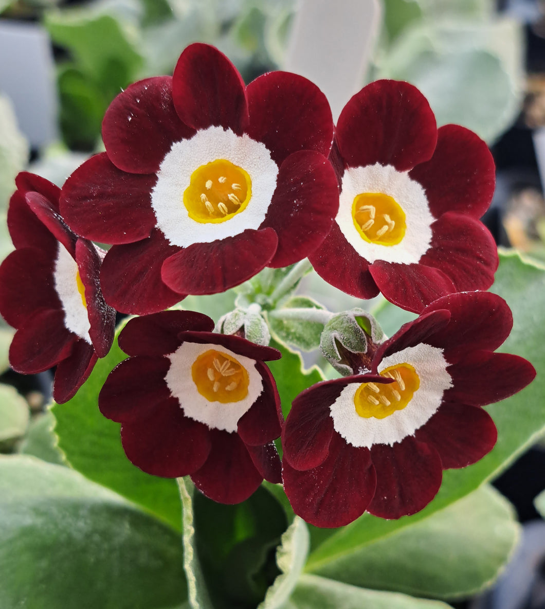 Auricula 'CONSETT' (Self)