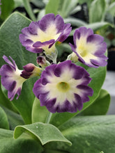 Load image into Gallery viewer, Auricula 'ART DECO' (B)

