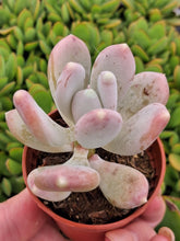 Load image into Gallery viewer, Pachyphytum Glutinicaule 5.5cm
