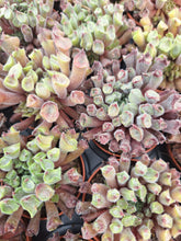 Load image into Gallery viewer, NEW Sempervivum RED ODDITY
