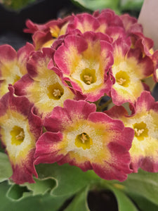 Auricula 'NIK WESTACOT' (B)