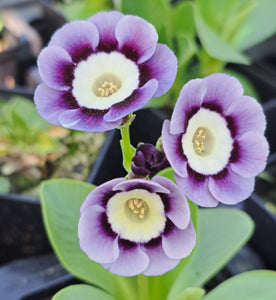Auricula 'PENDLE PROMISE' (A)