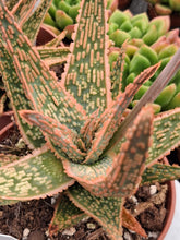 Load image into Gallery viewer, Aloe DANNYZ 10cm
