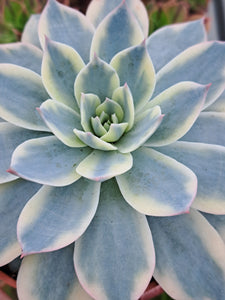 Echeveria subsessilis f. Variegata