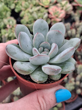 Load image into Gallery viewer, Echeveria 'Morning Dew'
