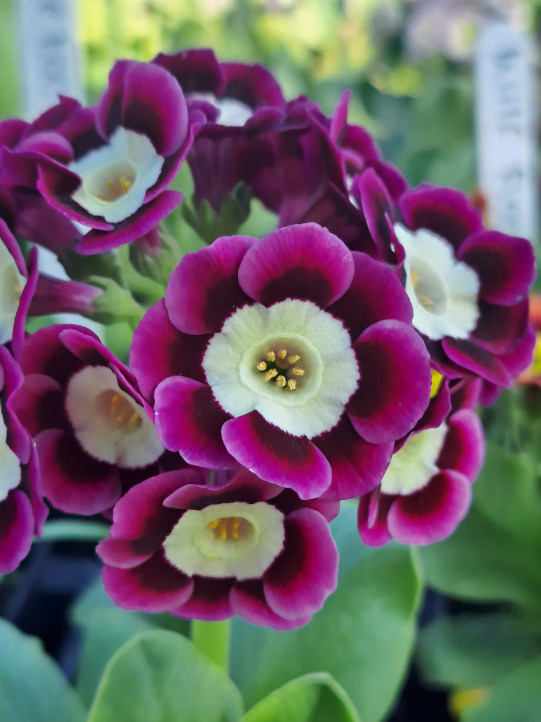 Auricula 'VEETOO' (A)