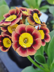 Auricula 'WONGA II' (A)