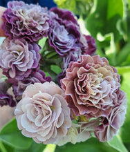 Load image into Gallery viewer, Auricula &#39;LEVERTON&#39; (D)
