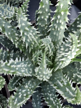 Load image into Gallery viewer, Aloe HUMILIS 5.5cm
