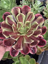 Load image into Gallery viewer, Aeonium SUPERBANG
