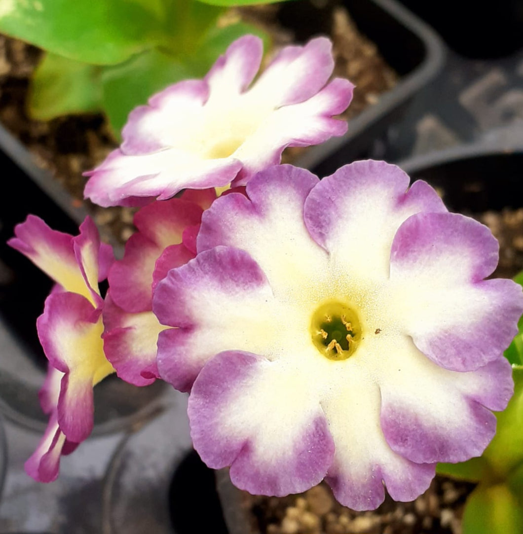 Auricula 'ART DECO' (B)