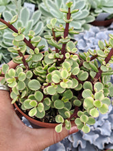 Load image into Gallery viewer, Crassula (Portulacaria) Afra VARIEGATA
