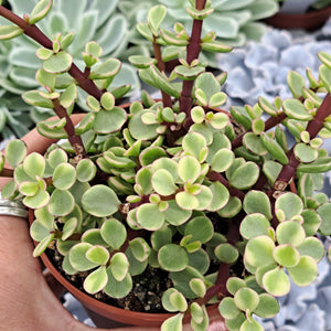 crassula portulacaria afra tricolor Crassula (Portulacaria) Afra VARIEGATA – W & S Lockyer
