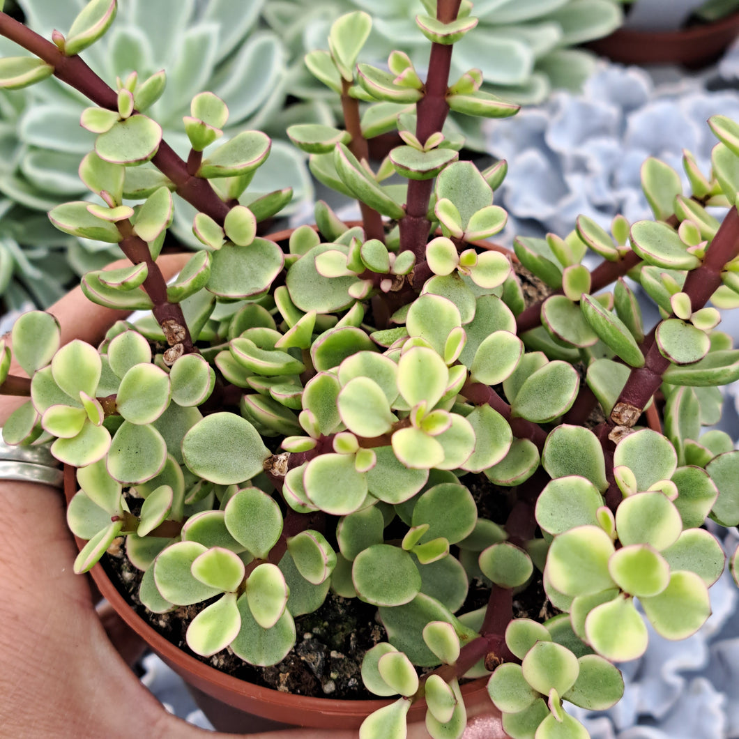 portulacaria afra variegata cuidados Crassula (Portulacaria) Afra VARIEGATA – W & S Lockyer
