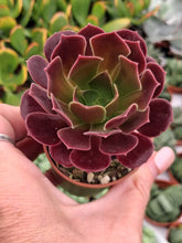 Load image into Gallery viewer, Aeonium VELOUR
