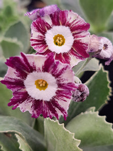 Auricula 'REGENCY CHARISMA' (Str)