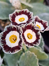 Load image into Gallery viewer, Auricula &#39;WHITE ENSIGN&#39; (Grey Edged)
