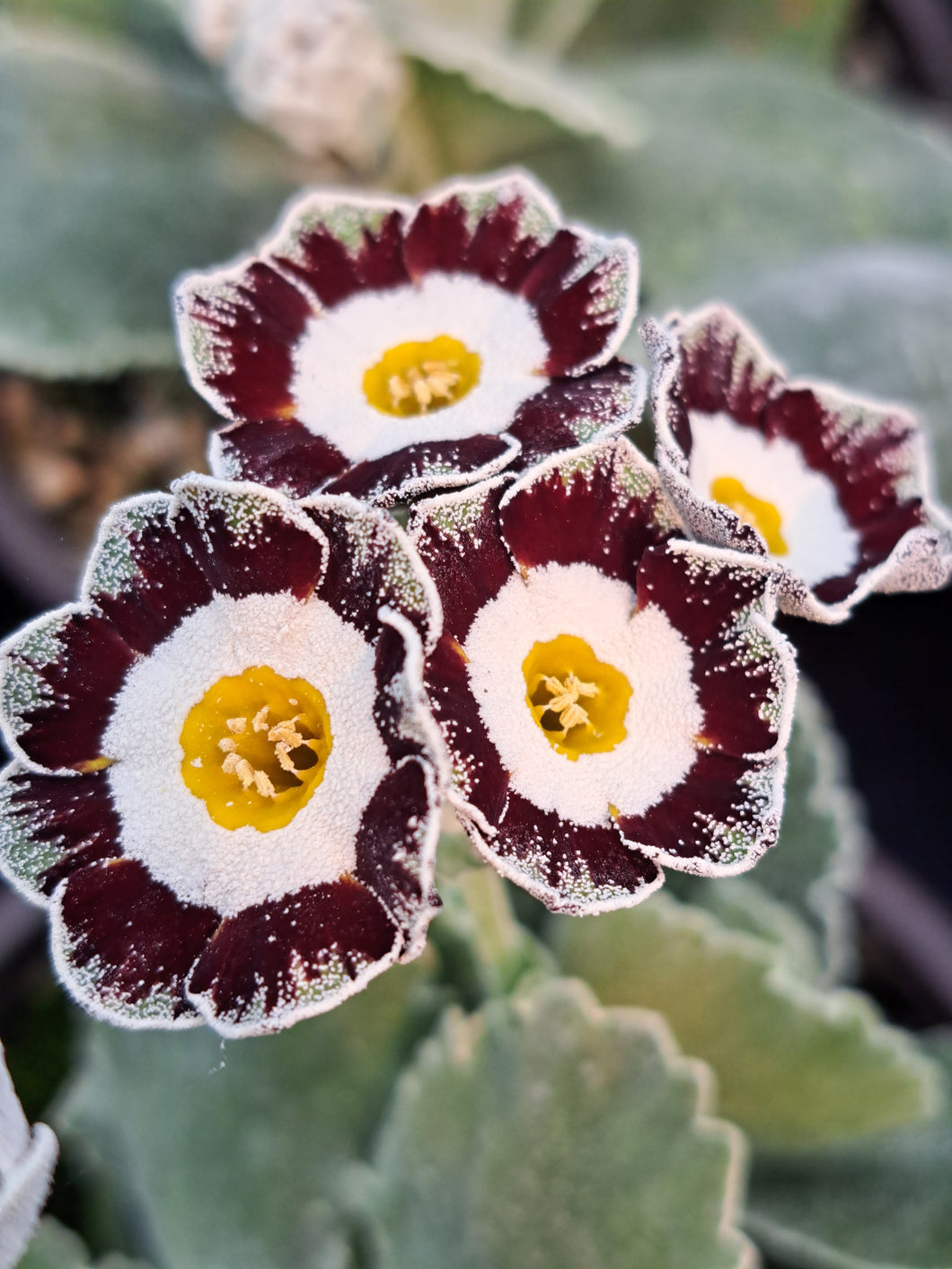 Auricula 'WHITE ENSIGN' (Grey Edged)