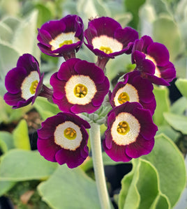Auricula 'CUCKOO FAIR' (Blue Self)