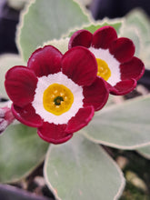 Load image into Gallery viewer, Auricula &#39;CONSETT&#39; (Self)
