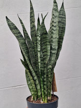 Load image into Gallery viewer, Sanseveria Zeylanica
