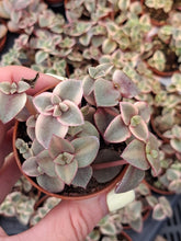 Load image into Gallery viewer, Crassula Marginalis Rubra f. Variegata "Calico Kitten"
