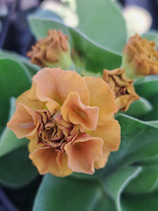 Auricula 'AVON TAN' (D)