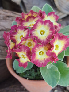 Auricula 'NIK WESTACOT' (B)