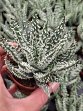 Load image into Gallery viewer, Aloe HUMILIS
