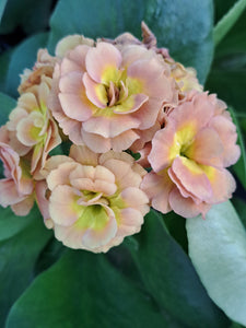 Auricula 'CARME' (D)