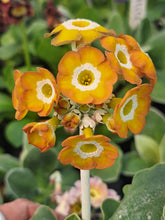 Load image into Gallery viewer, Auricula &#39;BEERVELDE&#39; (B)

