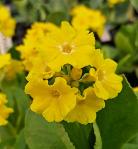 Auricula 'CORNISH CREAM' (B)