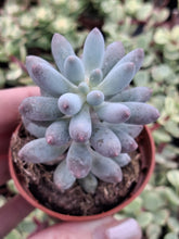 Load image into Gallery viewer, Pachyphytum Machucae BABY FINGERS
