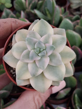 Load image into Gallery viewer, Graptoveria Titubans f. Variegata
