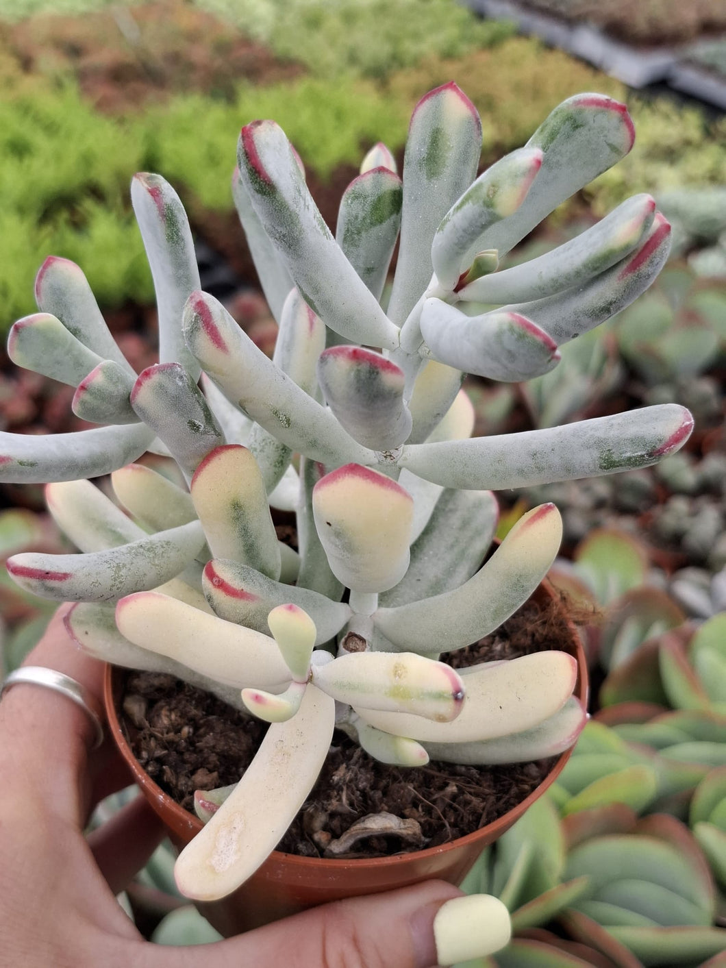 Cotyledon Orbiculata var. Flanaganii f. variegata