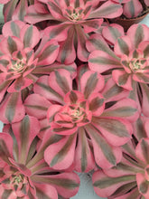 Load image into Gallery viewer, Aeonium PINK WITCH 10cm pot UK Grown
