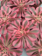 Aeonium 'Pink Witch' – UK-Grown Succulent, 10cm Pot