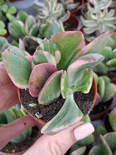 Load image into Gallery viewer, Crassula ovata f. 'Variegata'
