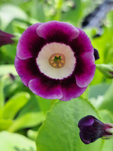 Auricula 'QUINTESSENCE' (A)
