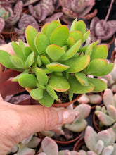 Load image into Gallery viewer, Crassula Swaziensis Money Maker
