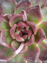 Load image into Gallery viewer, Echeveria nebula 'Violet'
